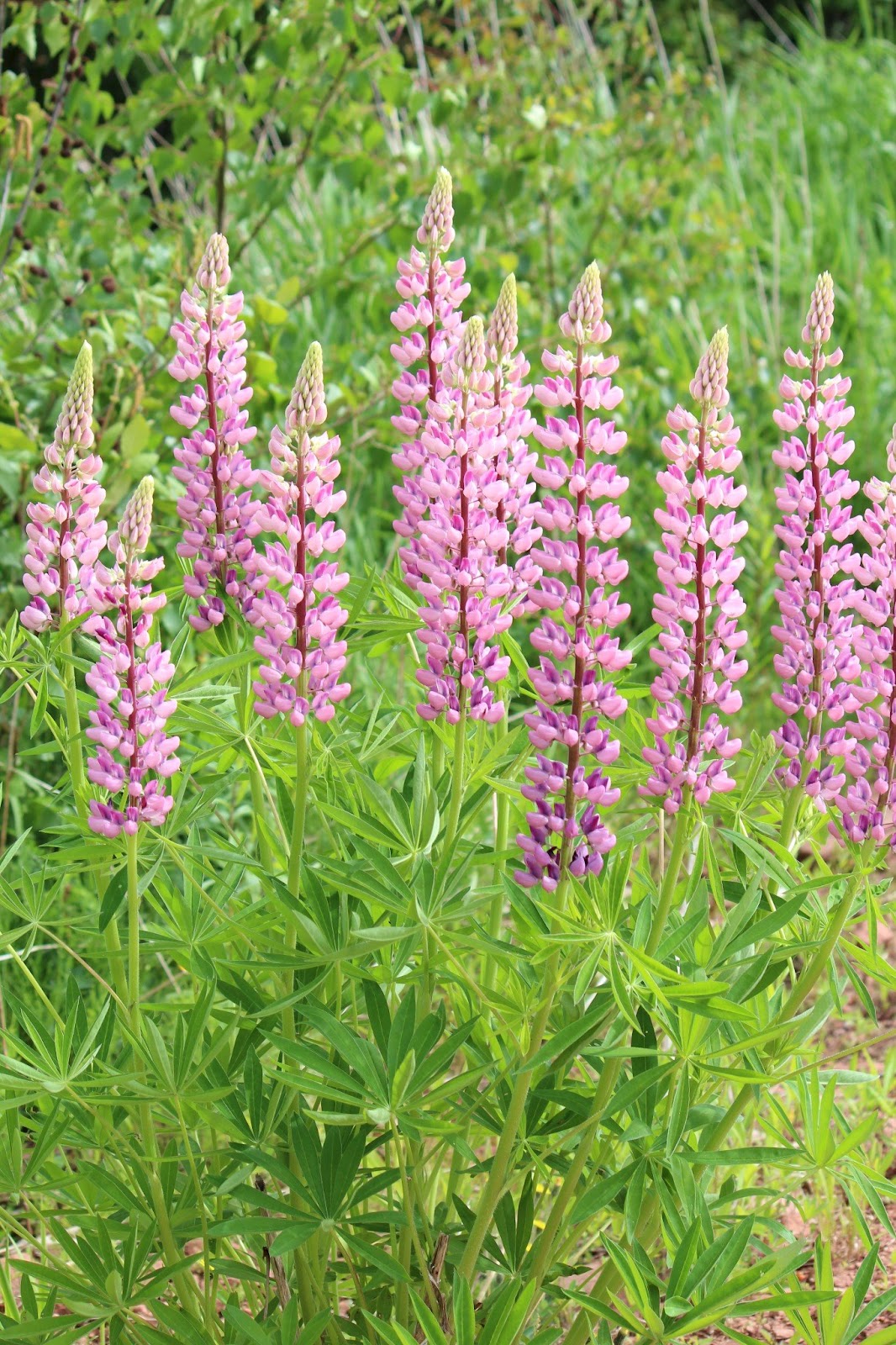 PEI Wildflowers Lupines