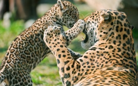 JAGUAR ANIMAL SALVAJE jaguar animal salvaje: