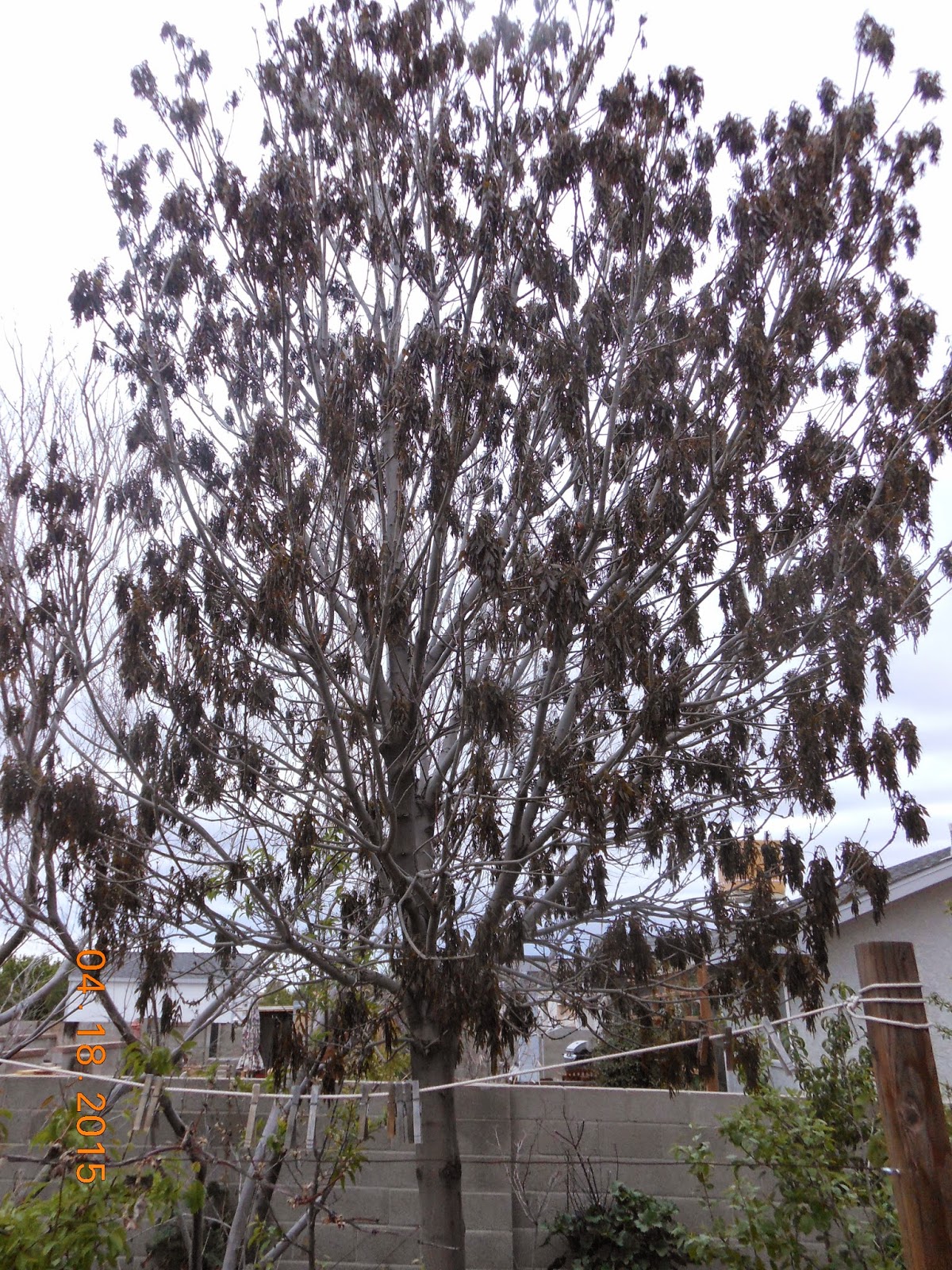 The Good and Bad News About The Freeze Damage To Your Plants.....