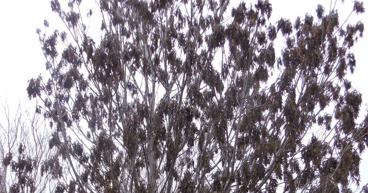 The Good and Bad News About The Freeze Damage To Your Plants.....