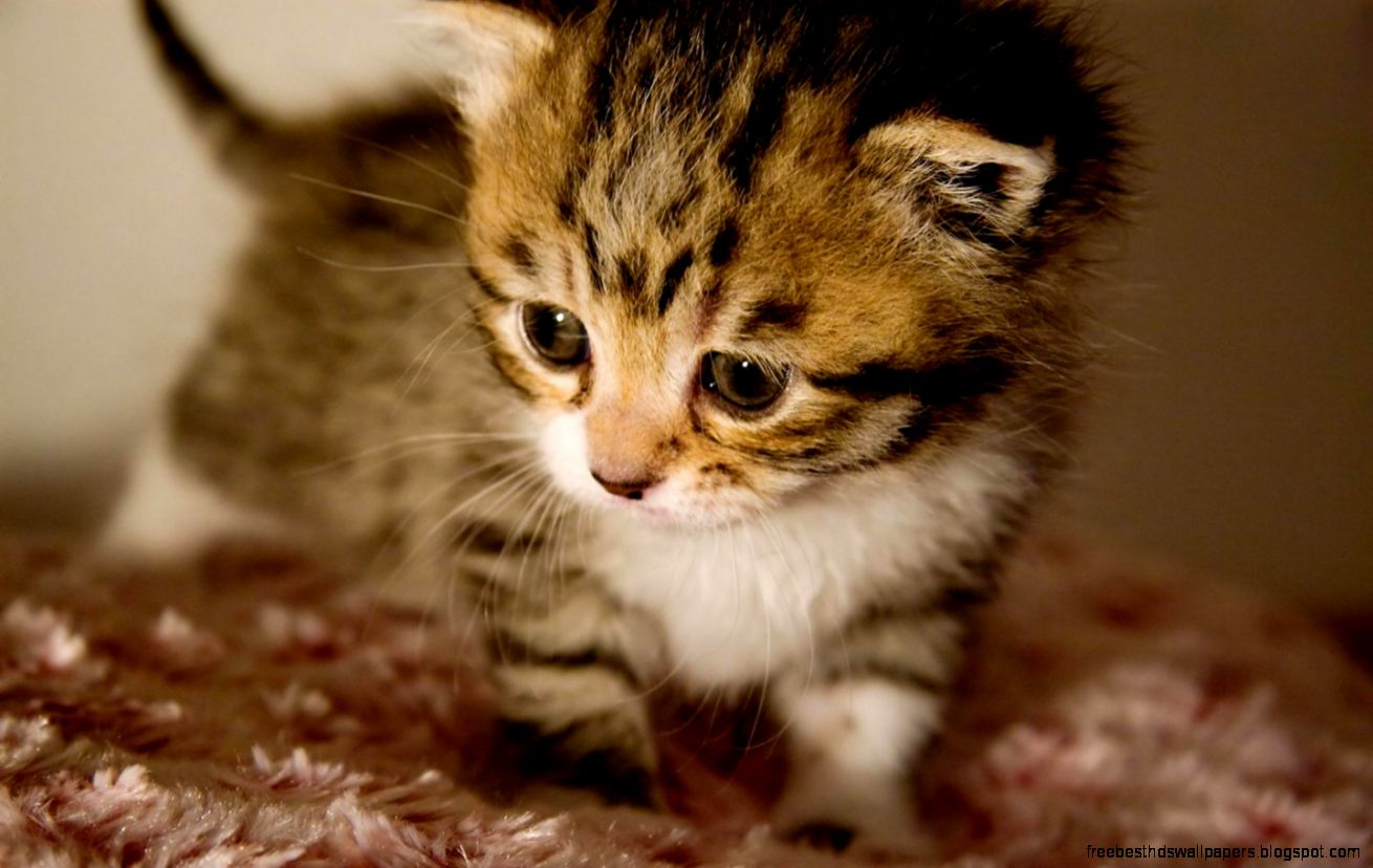 Cute Baby Animals Kitten Cute Baby Animals Kitten
