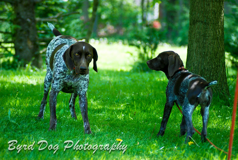 Is Getting A Puppy At 12 Weeks Too Late