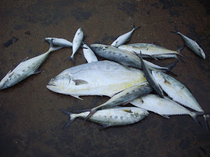 Fresh fish catch on auction in Jaffna Fish Port.