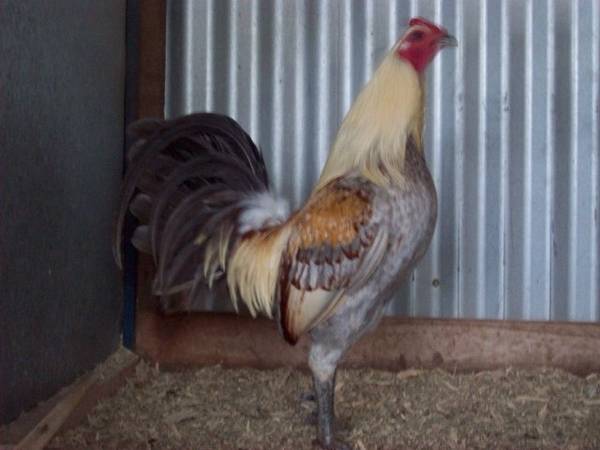 Old English Game - An Amazing Chicken Breed You Didn't ...