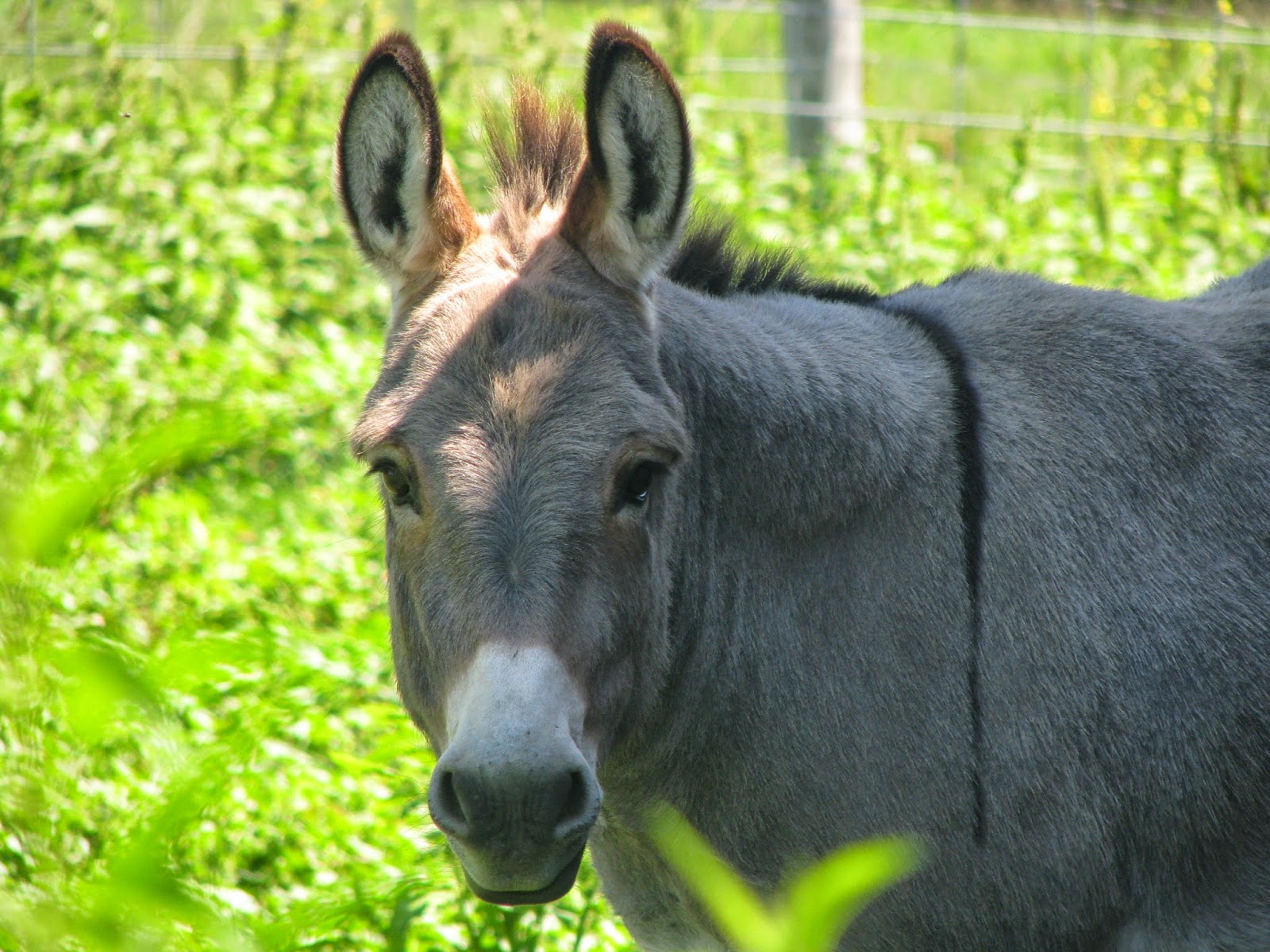 The Life of a City Girl now Living, Loving and Enjoying Farm Life. HONKEY DONKEYS...Mini
