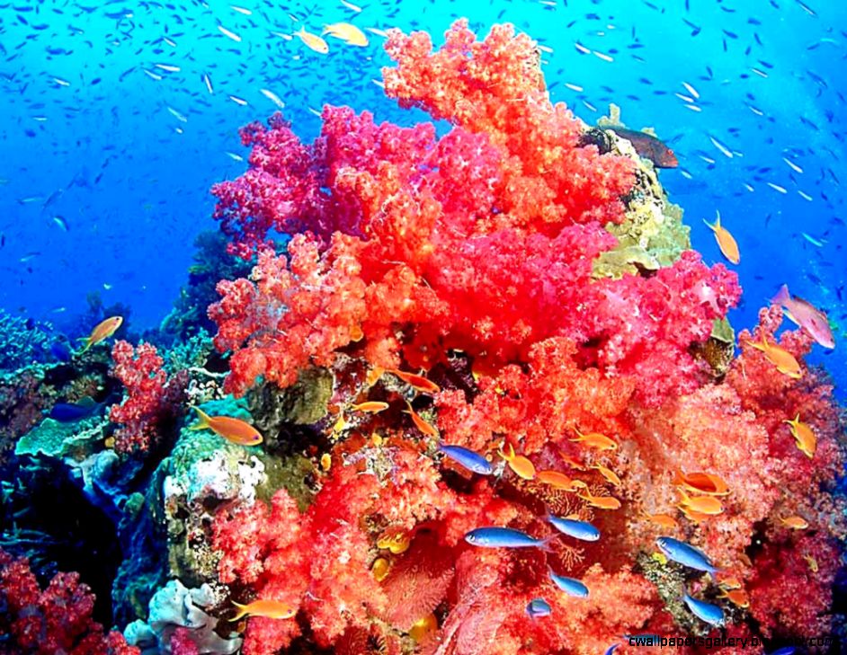 c reef pictures c reef pictures