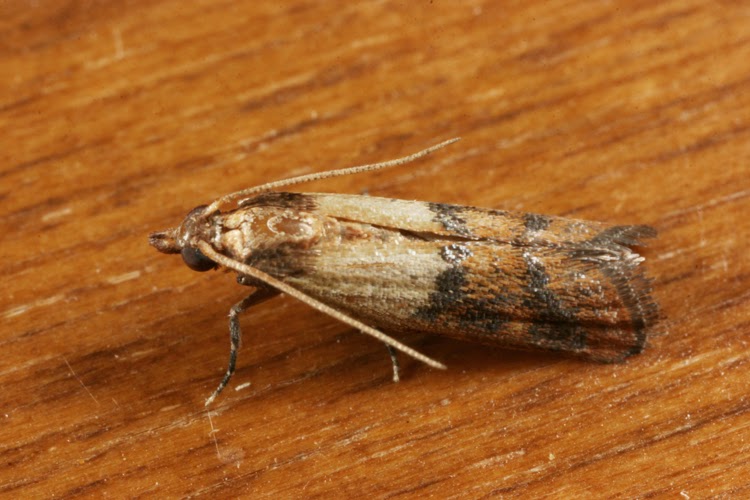 Common Small House Moths