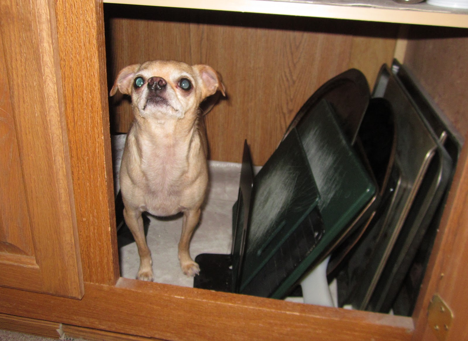 Chuck's Waggin A Rat in the Cupboard