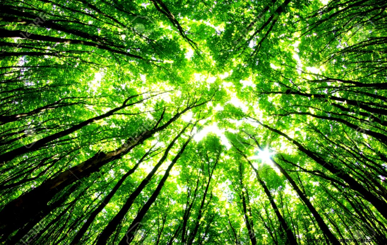 Green Forest Background In A Sunny Day Stock Photo Picture And Green Forest Background In A Sunny Day Stock Photo Picture And