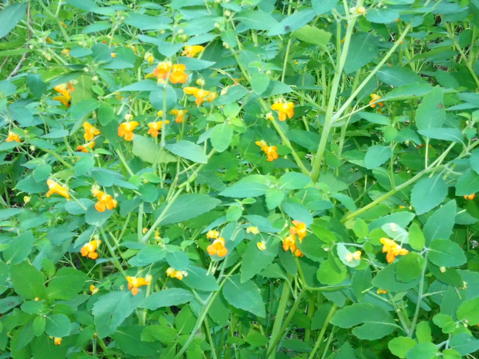 Homestead&hellip; From Scratch July 2012