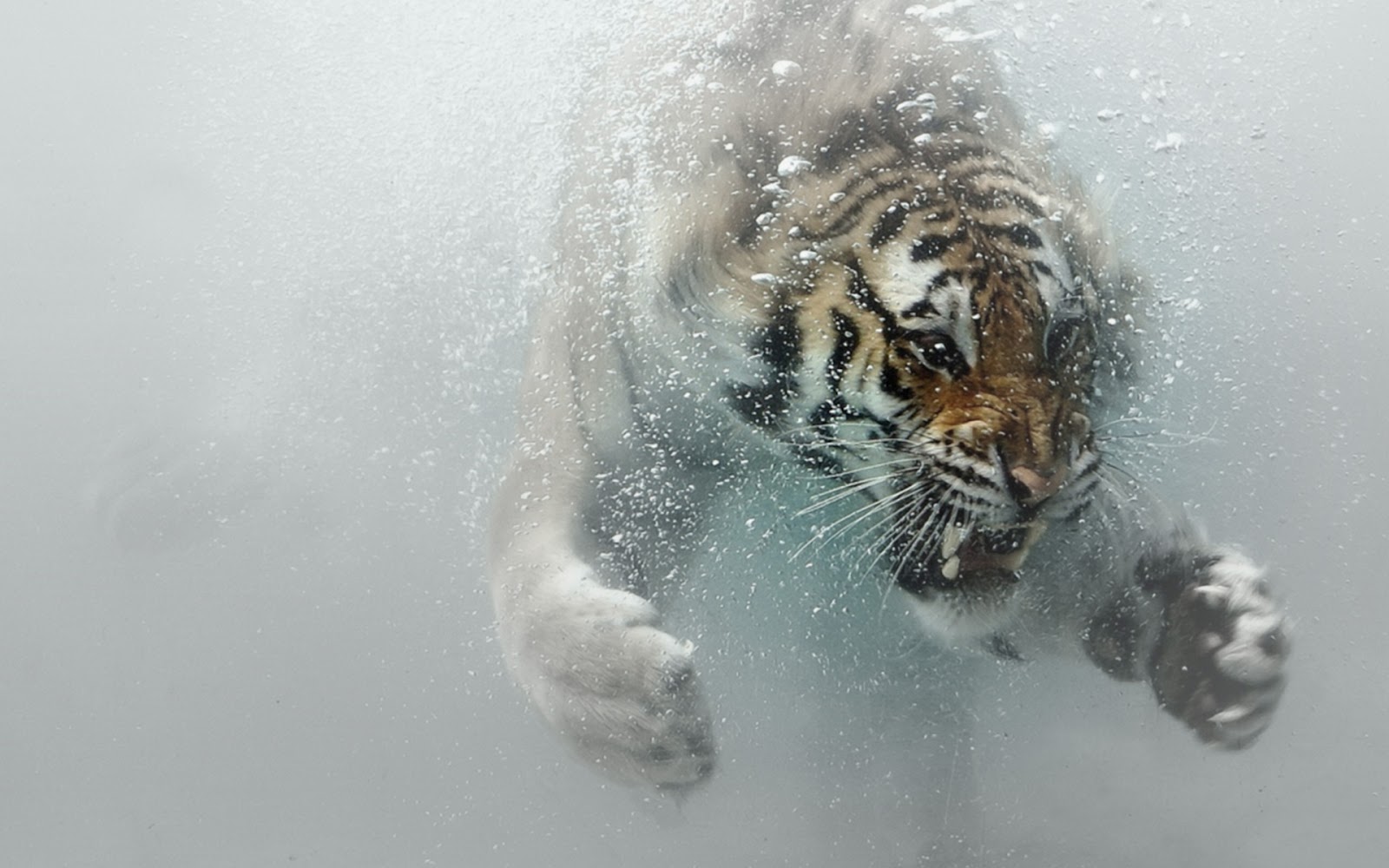 [Image: bengal-tiger-underwater-5.jpg]