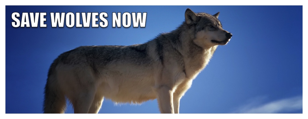 Save Wolves Now