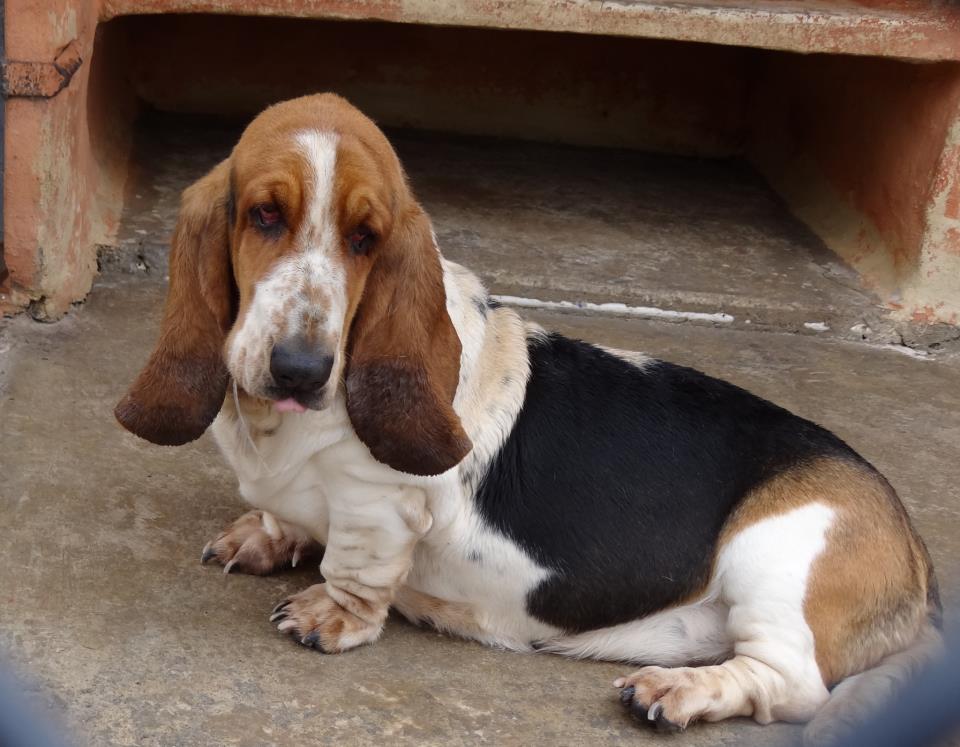 Κostarazi24 Ανακοίνωση Βρέθηκε καθαρόαιμο Basset Hound. (Φωτό)