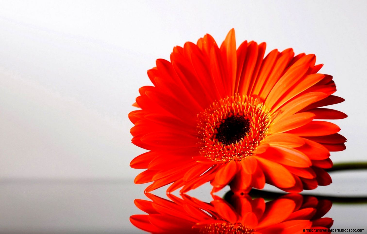 orange flowers wallpaper orange flowers wallpaper