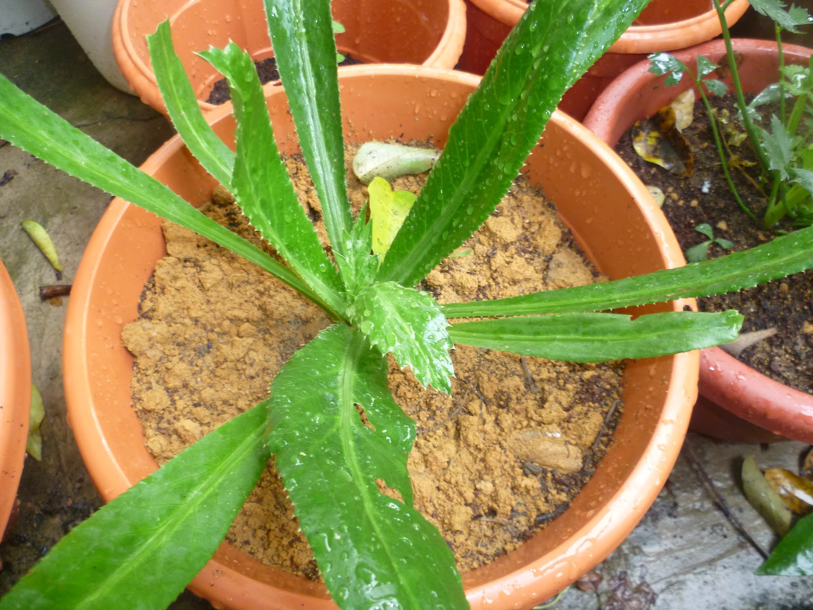 27+ Daun Ketumbar Jawa PNG