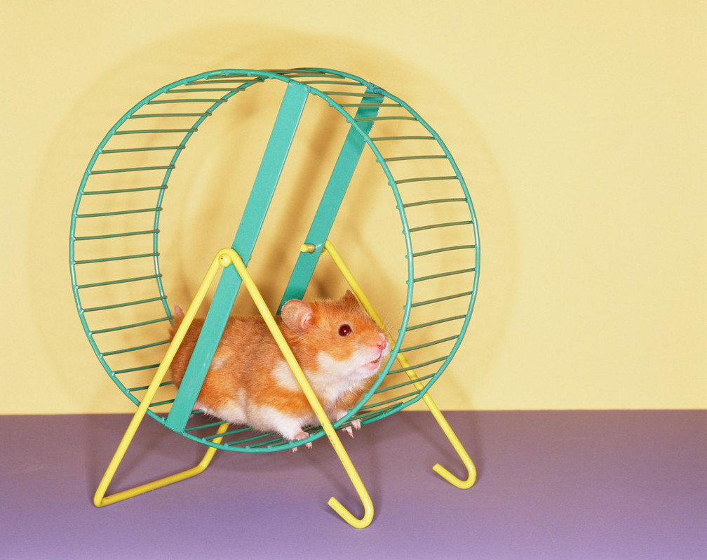 Image result for guinea pig treadmill