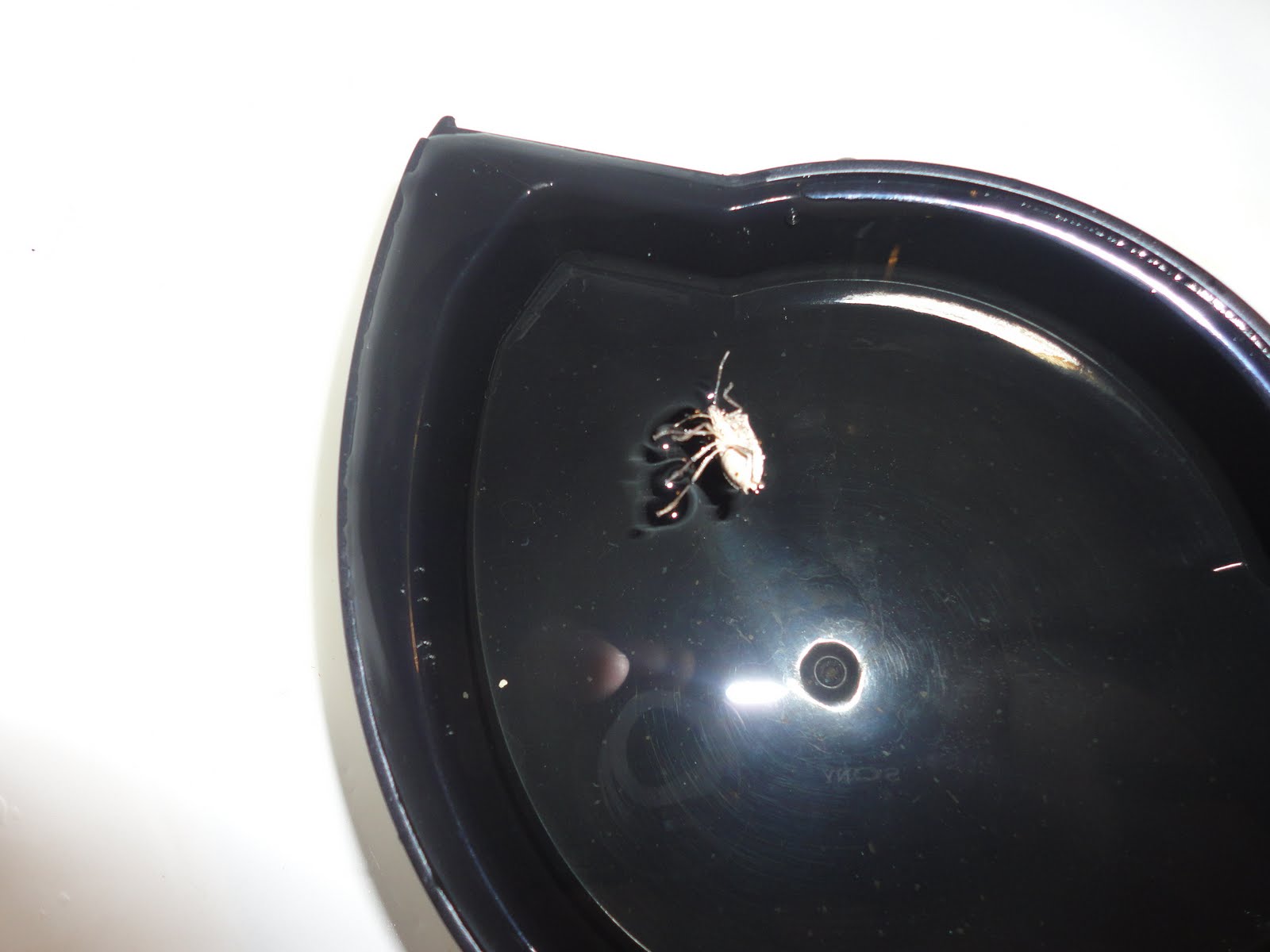 R Sanity RV Adventures Withdrawal Symptoms and Stink Bugs