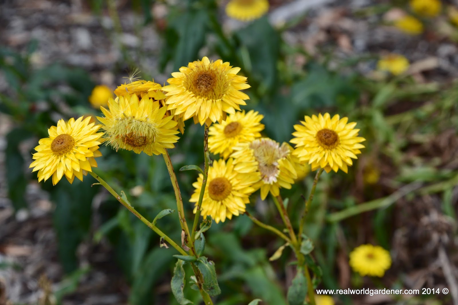 Real World Gardener Plants for Gardens with Rocky Soil in