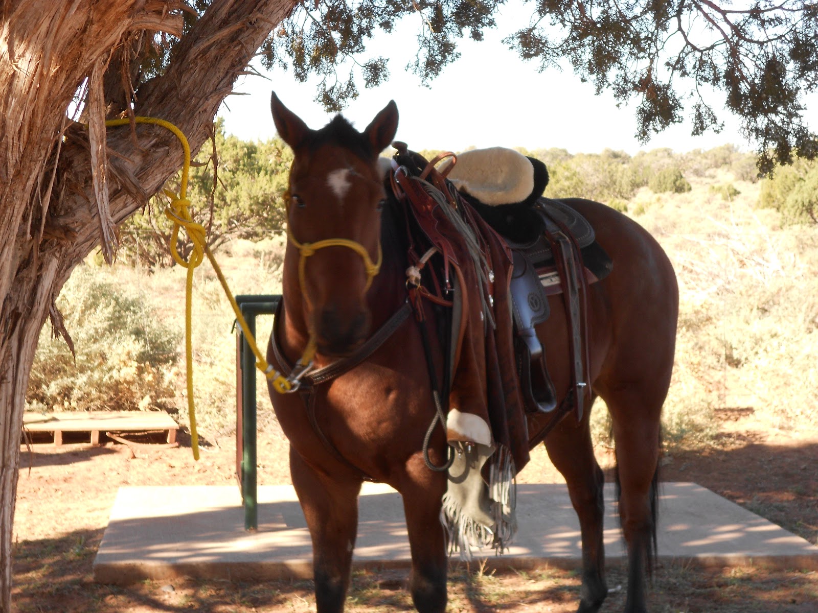 Riding horses after Hip Replacement
