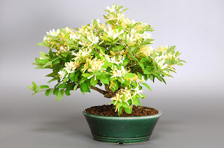 ヒョウタンボクF（瓢箪木 盆栽）Lonicera morrowii bonsai