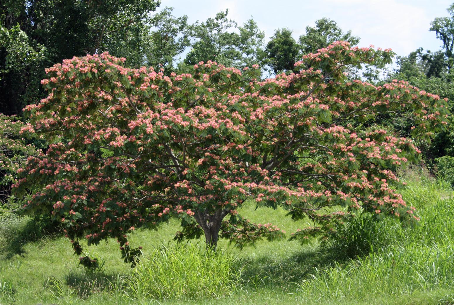 Mimosa The Sleeping Tree Blog Archives