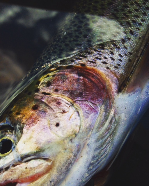 MAN POWERED FISHING Smoked Trout Recipe using the Big Green Egg