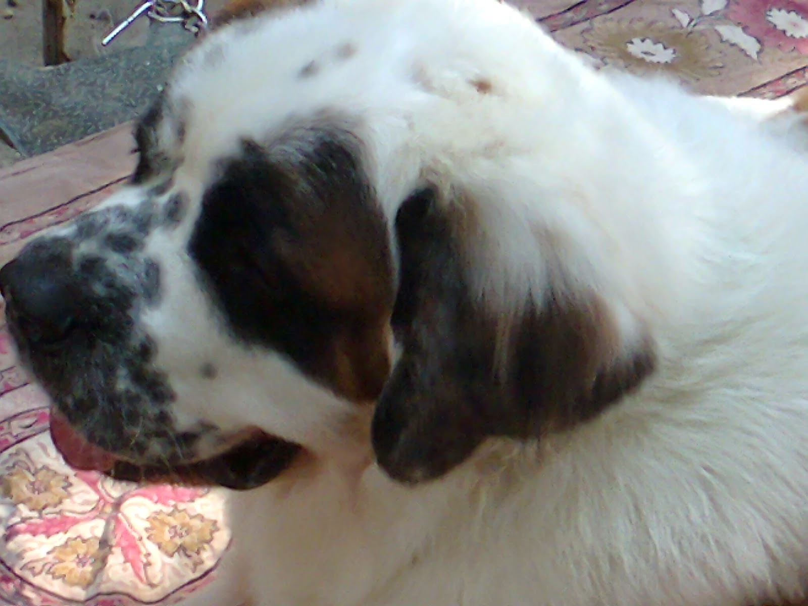 Online Pet Shop Chandigarh Dogs, Birds, Fish Aquarium Food Accessories