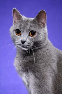 Chartreux Cat Pictures