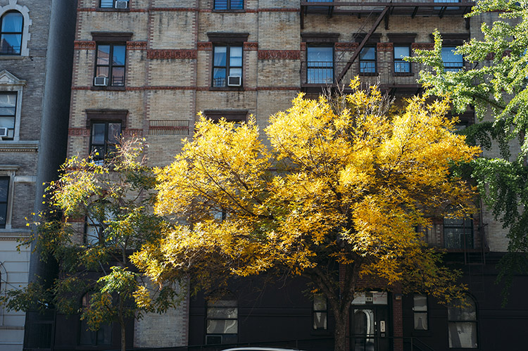 Fall Foliage New York NYC