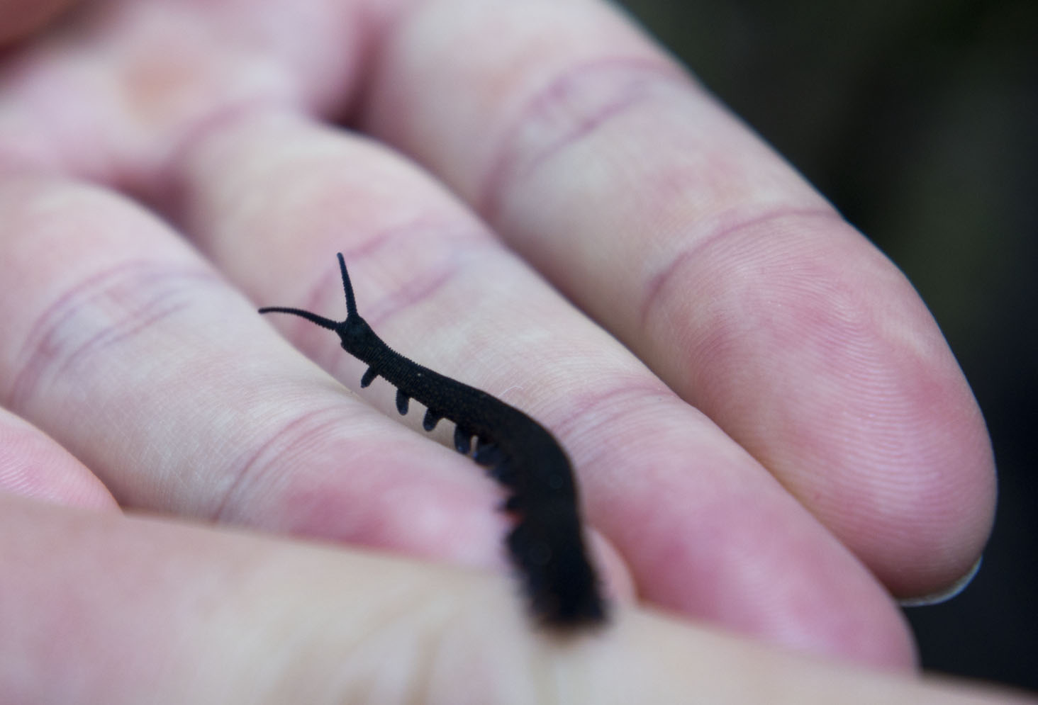 KiwiSchafNeuseeland Ein Wurm, ein Wurm Peripatus der kleine