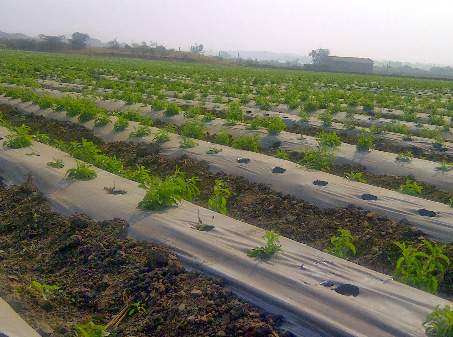 Stevia Farming Stevia Contract Farming and cultivation