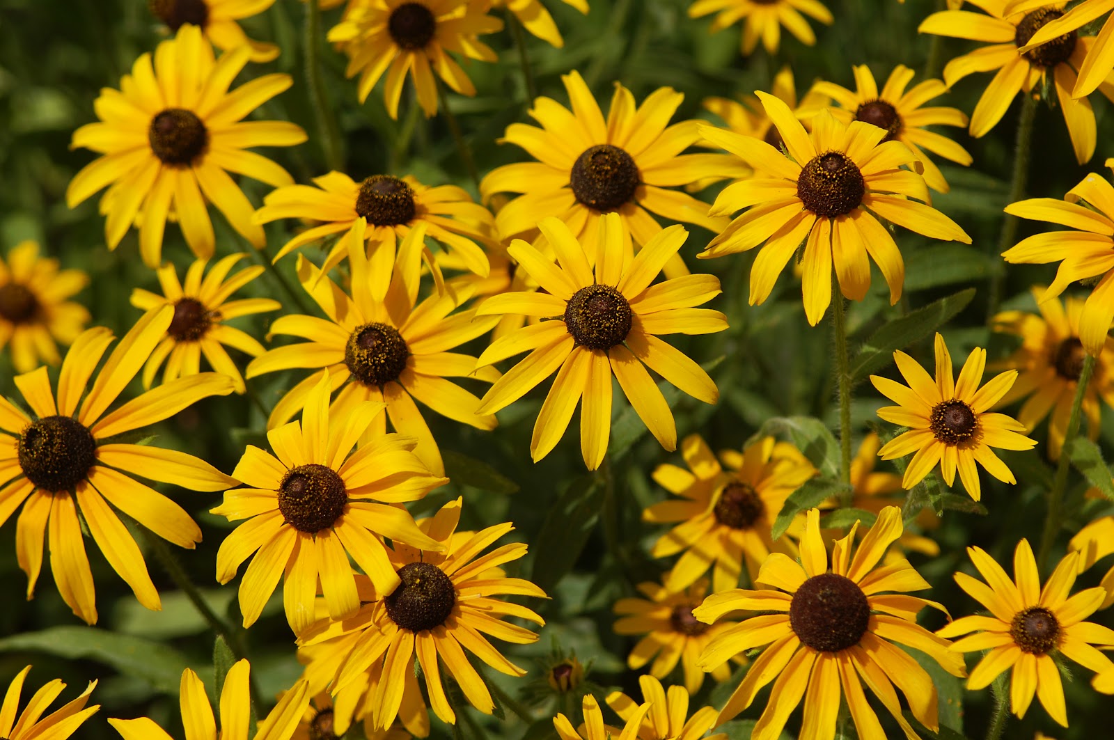 Bailey's Buddy: What's better than one Black Eyed Susan? - Photos by