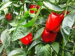 menanam paprika di dataran rendah menanam paprika di dataran rendah