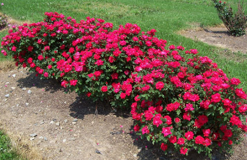 SHRUB ROSES