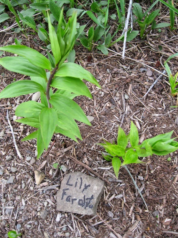 Plants and Stones Looks Like A Lily Year