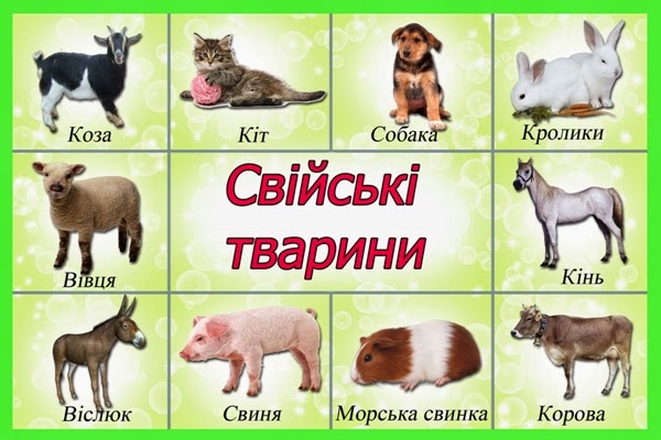 ÐаÑÑинки по запÑоÑÑ Ñо Ñаке ÑвÑйÑÑÐºÑ ÑваÑини