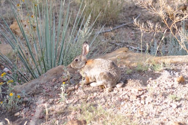 rabbits Palmer Park Colorado Springs coloradoviews.filminspector.com