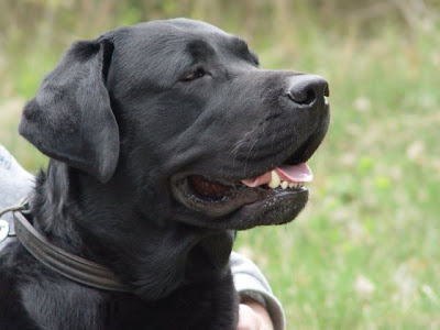 black labrador retriever