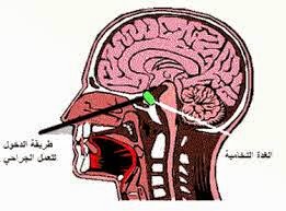 أورام الغدة النخامية السرطان الاورام خبير الاعشاب والتغذية العلاجية عطار صويلح