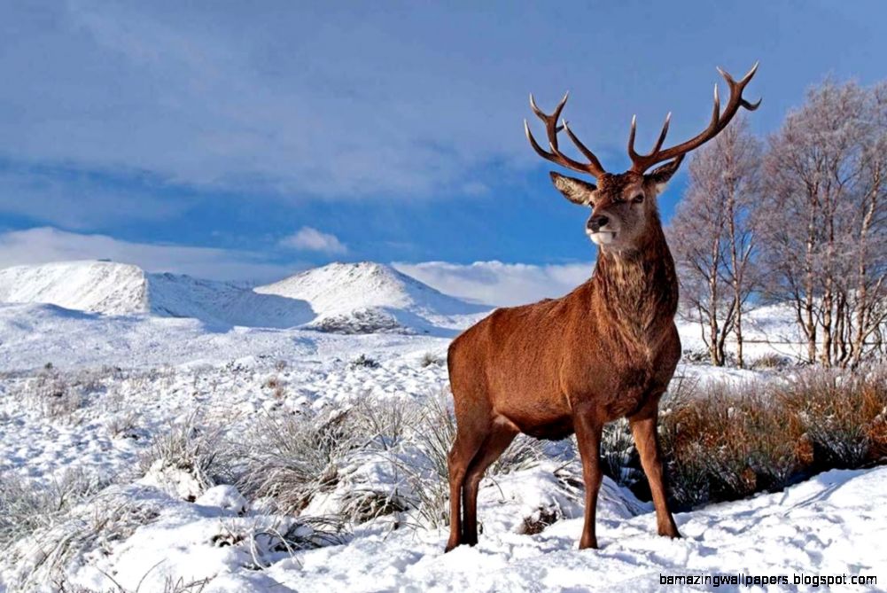 Deer Pictures Images Photos Deer Pictures Images Photos