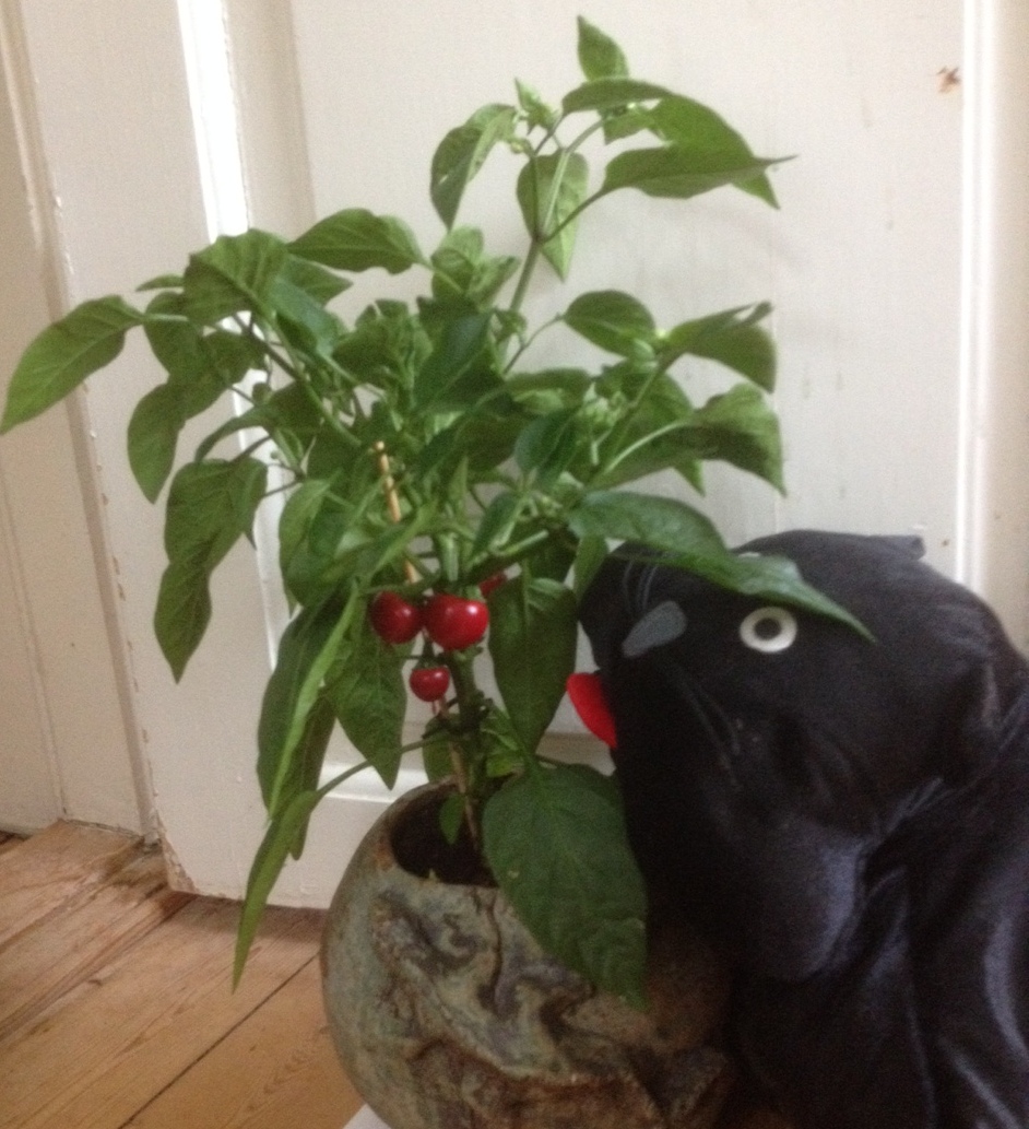 Skvat Cat's Hot Tomato Chili Plant
