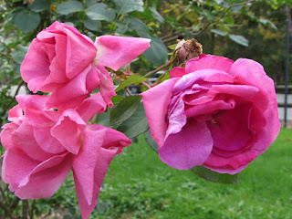 Renzie Park Rose Garden, McKeesport, PA | Interesting Pennsylvania and