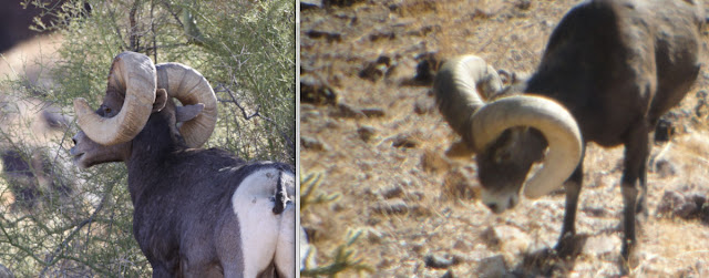 Field+Judging+and+scoring+AZ+Desert+Bighorn+Sheep+Left+Horn+View+Jay+Scott+Outdoors+1.jpg