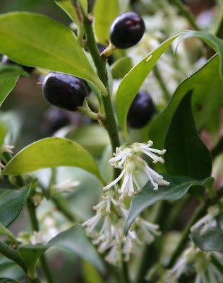 All I want for Christmas….