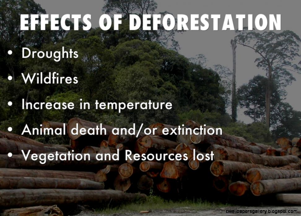 What animals are affected by deforestation?
