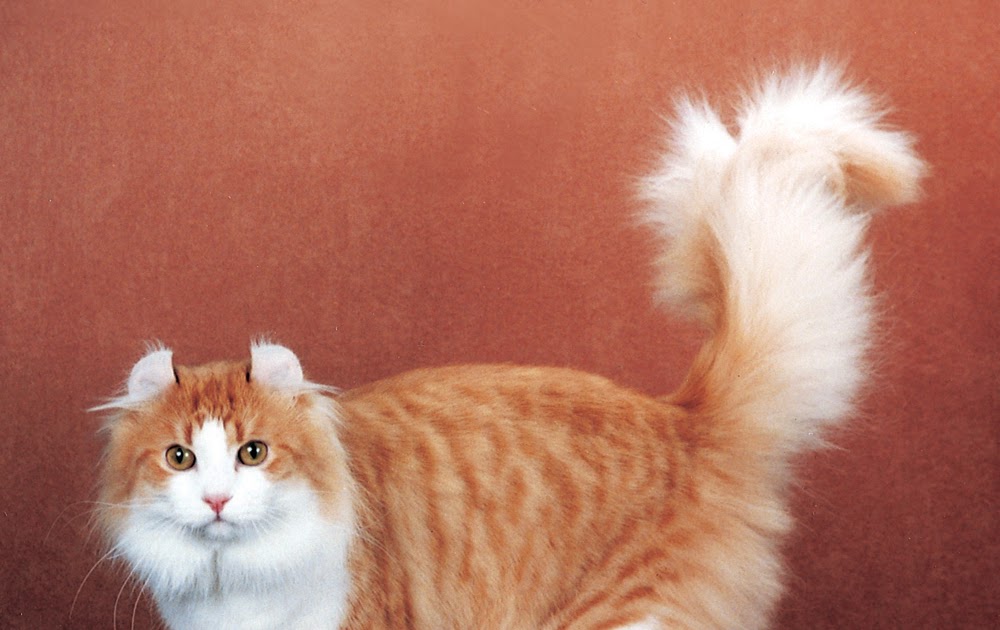 Diary of a Mad Pet Enthusiast Breed of the Day American Curl