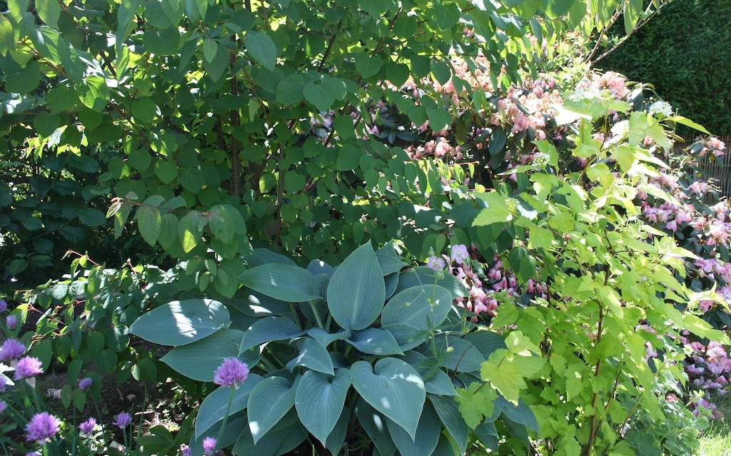Countryliv: jern, beton, fisk og slut med røde rhododendron