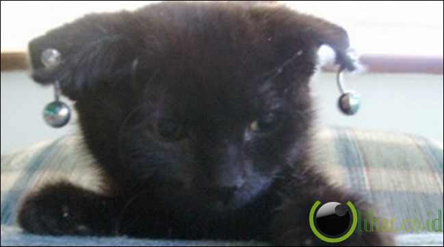 Menjual Kucing Yang Ditindik Menjual Kucing Yang Ditindik