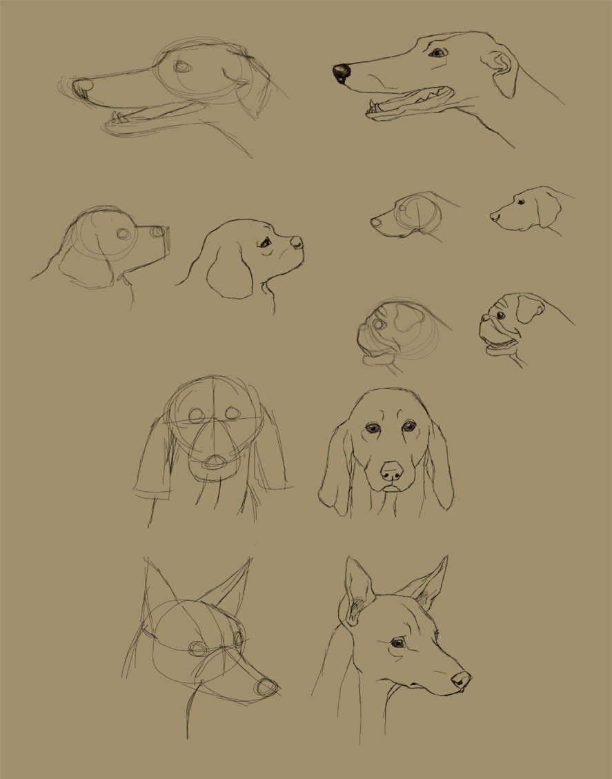 Savanna Williams How to Draw Dogs Faces and Bodies