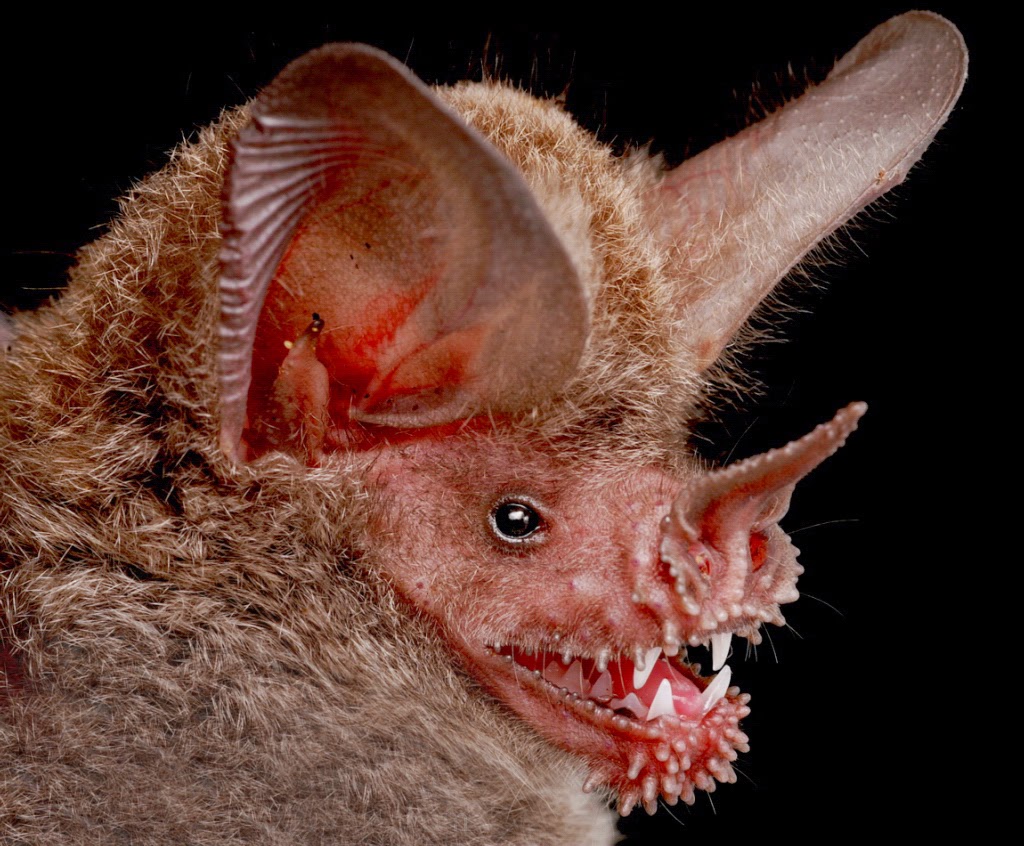 STRANGE FACTS WORLD WIDE (SHOCKING & PARANORMAL ACTIVITIES) STRANGE